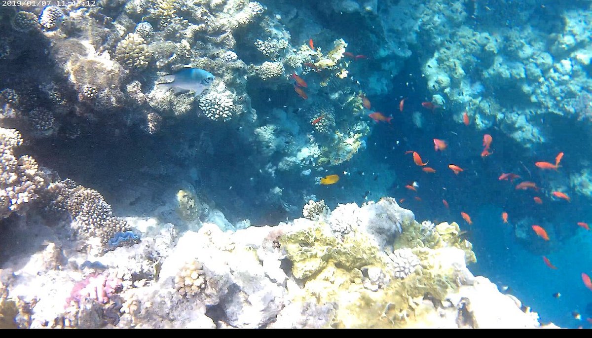 Schnorcheltour Mohammed Naturschutzgebiet von Sharm El Sheikh Hafen